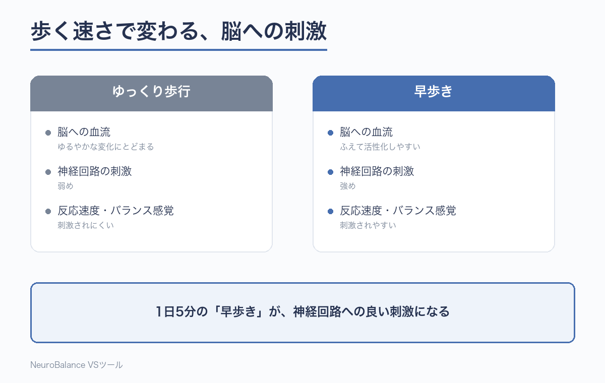 ゆっくり歩行と早歩きで、脳への血流・神経回路の刺激・反応速度やバランス感覚への影響を比較した図