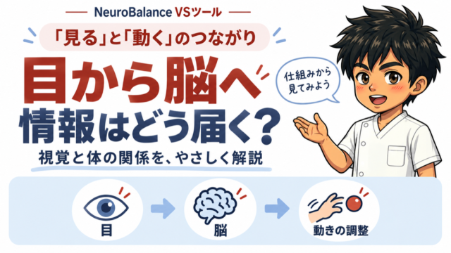 見ると動くのつながり。目から脳へ情報はどう届く？目→脳→動きの調整、視覚と体の関係をやさしく解説