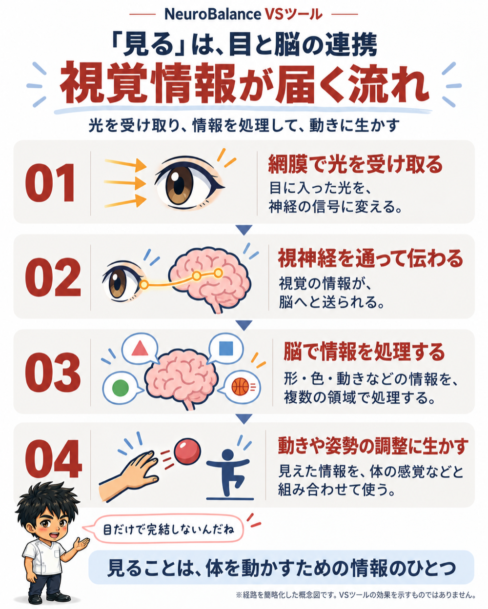 視覚情報が届く流れ。01網膜で光を受け取る、02視神経を通って脳へ伝わる、03脳で形・色・動きを処理する、04動きや姿勢の調整に生かす